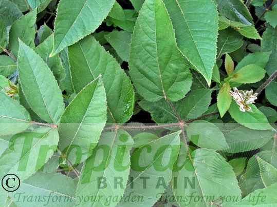 Aralia chinensis - foliage
