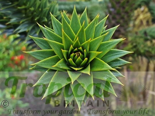 Araucaria araucana