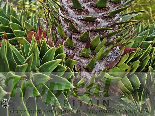 Araucaria araucana