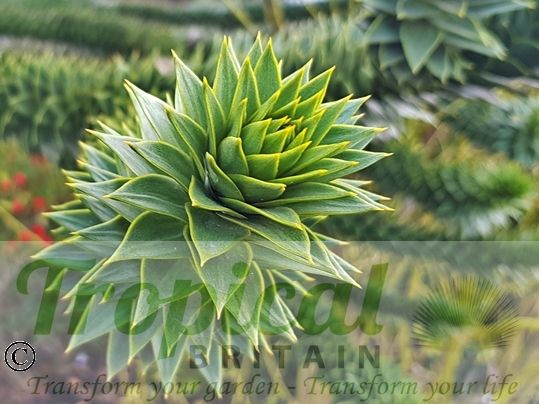 Araucaria araucana