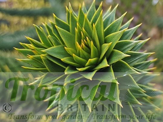 Araucaria araucana