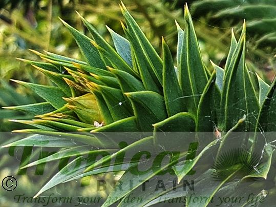 Araucaria araucana
