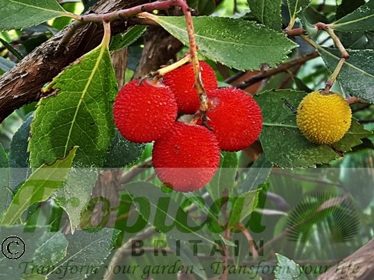 Arbutus unedo