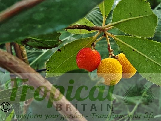Arbutus unedo