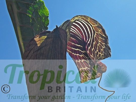 Arisaema griffithii 'Pradhan'