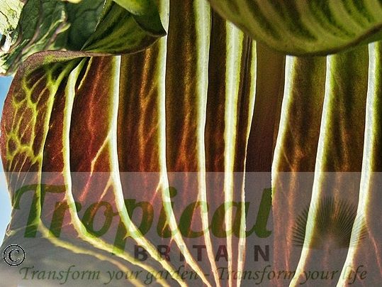 Arisaema griffithii 'Pradhan'