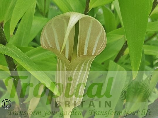 Arisaema candidissimum