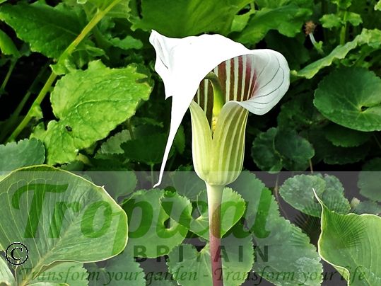 Arisaema candidissimum
