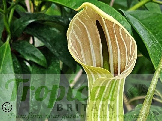 Arisaema candidissimum
