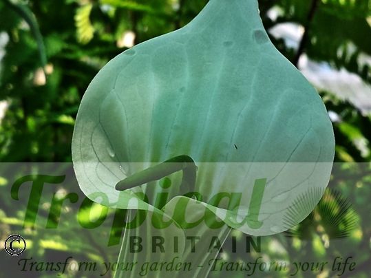 Arisaema candidissimum