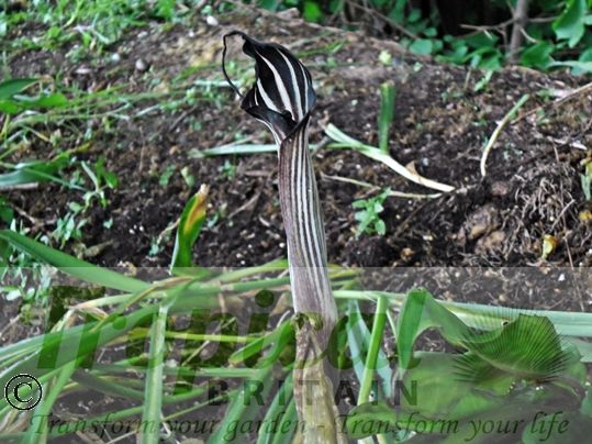 Arisaema concinnum