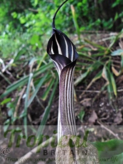 Arisaema concinnum