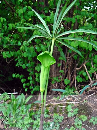 Arisaema consanguineum