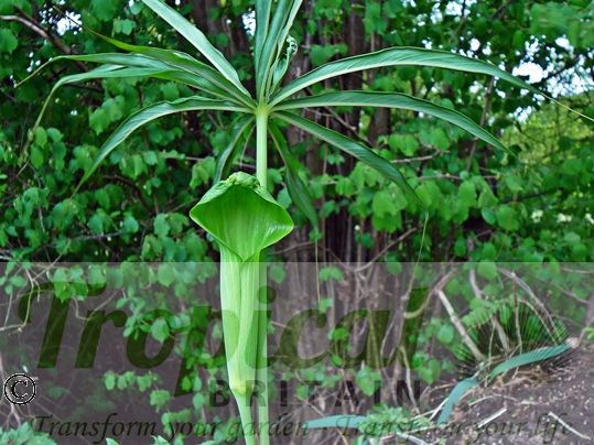 Arisaema consanguineum