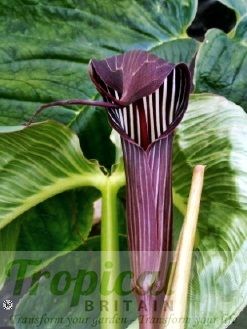 Arisaema costatum