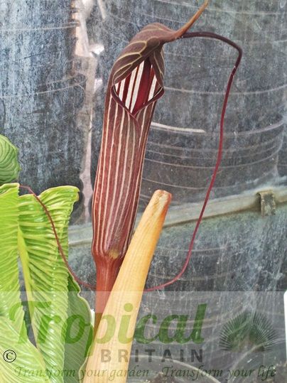 Arisaema costatum