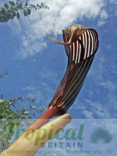 Arisaema costatum