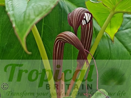 Arisaema costatum﻿