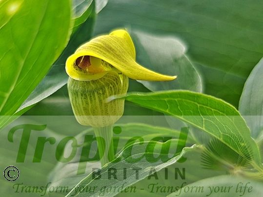 Arisaema flavum