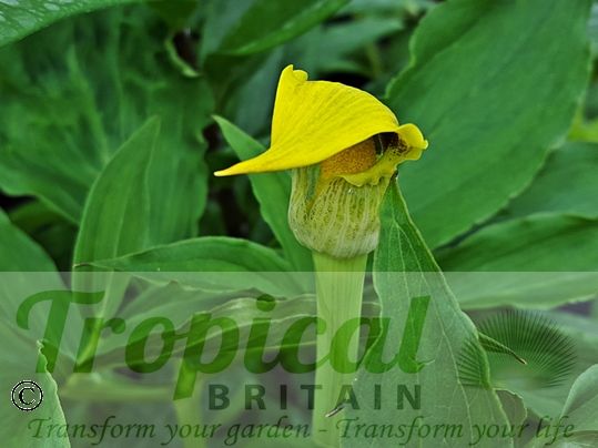 Arisaema flavum