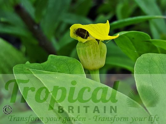 Arisaema flavum