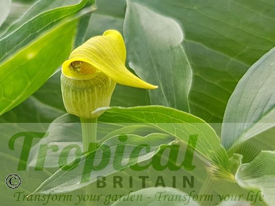 Arisaema flavum