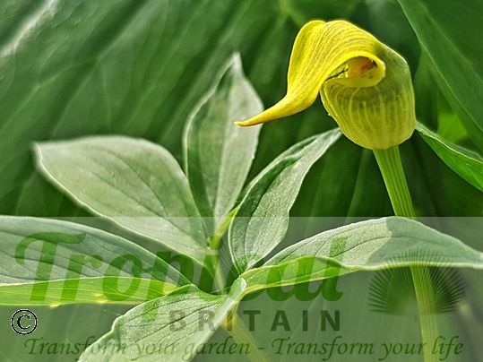 Arisaema flavum