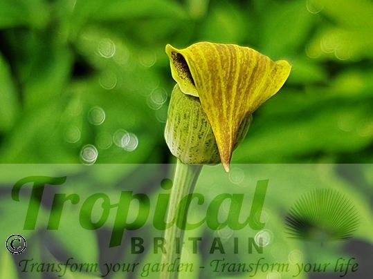 Arisaema flavum