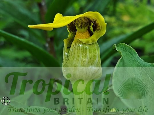 Arisaema flavum