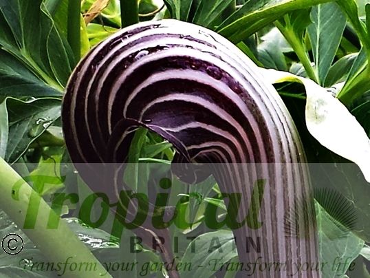 Arisaema franchetianum - the strongly dissected foliage in the background is that of Pinellia pedatisecta