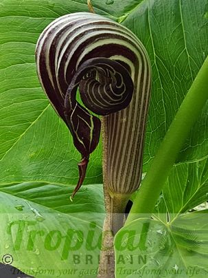Arisaema franchetianum