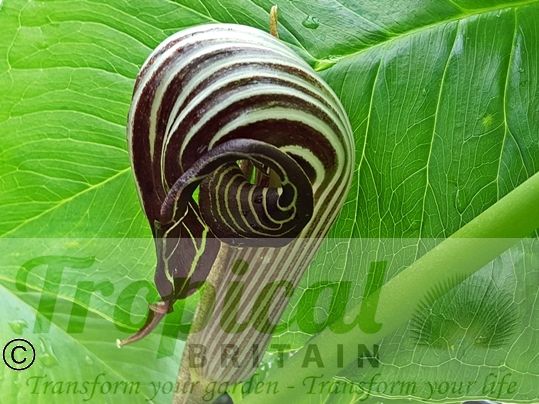 Arisaema franchetianum