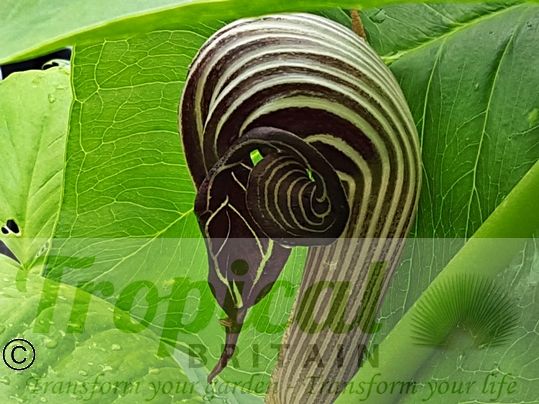 Arisaema franchetianum