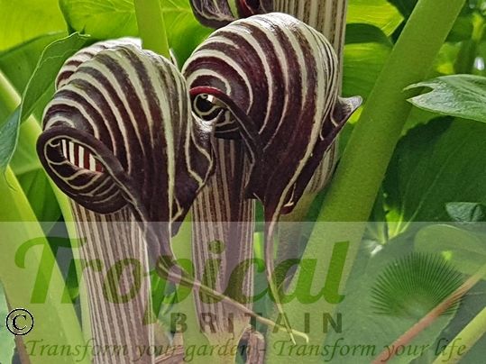 Arisaema franchetianum
