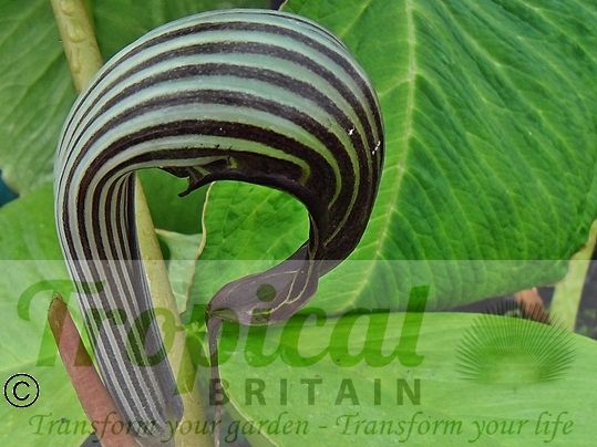 Arisaema franchetianum