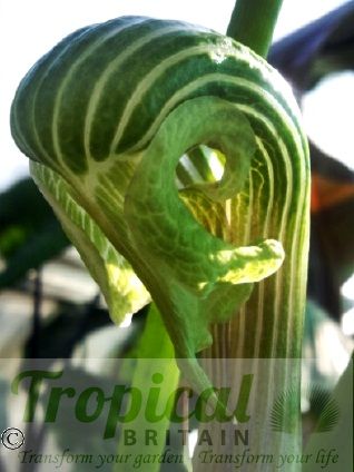 Arisaema galeatum