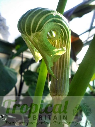 Arisaema galeatum