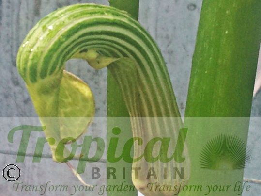 Arisaema galeatum