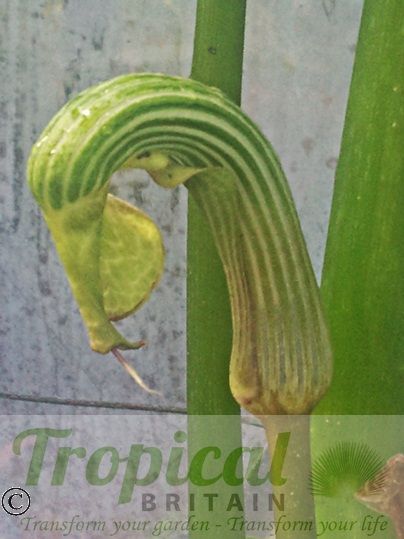 Arisaema galeatum