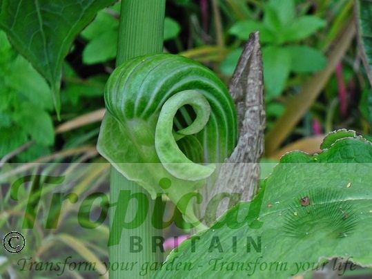 Arisaema galeatum