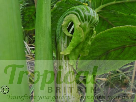 Arisaema galeatum