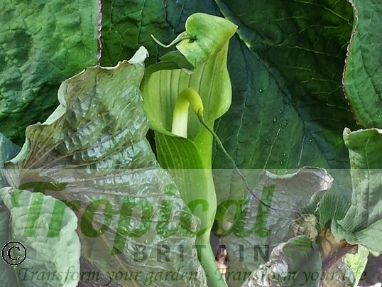 Arisaema intermedium