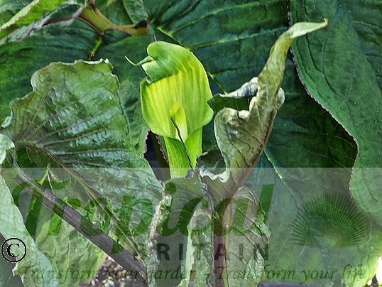 Arisaema intermedium