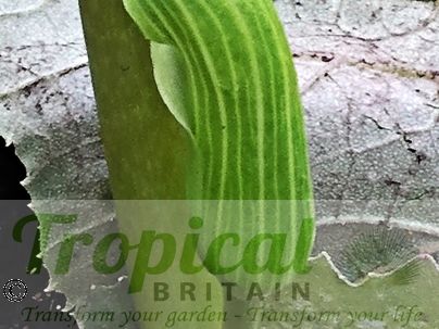 Arisaema intermedium