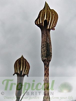 Arisaema nepenthoides