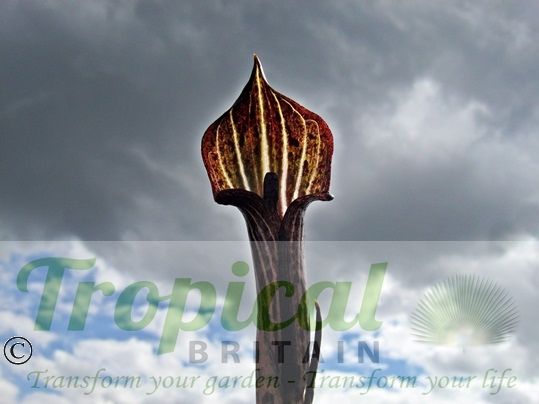 Arisaema nepenthoides