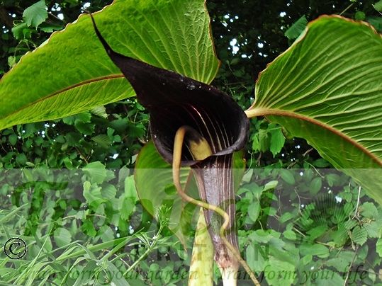 Arisaema speciosum