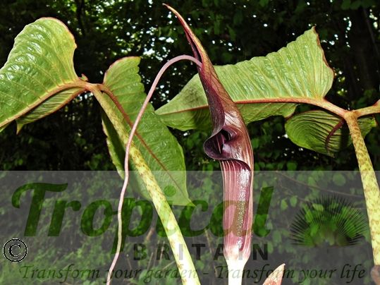 Arisaema speciosum