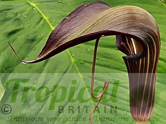 Arisaema speciosum