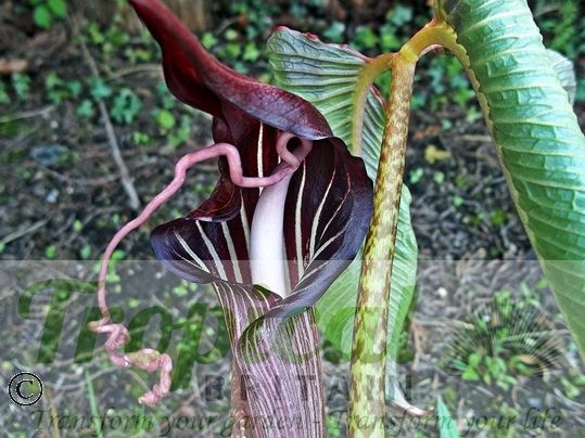 Arisaema speciosum 'Magnificum'